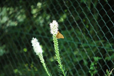 Liatris floristan alba - šuškarda bílá